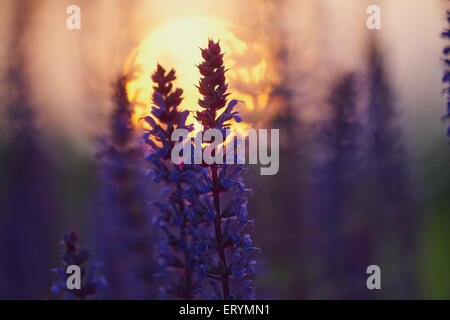 Sage en bois foncé bokeh au coucher du soleil Banque D'Images