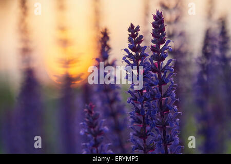 Sage en bois foncé bokeh au coucher du soleil Banque D'Images