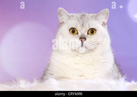 British Shorthair couché Banque D'Images