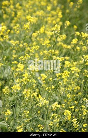 Plante et fleurs de moutarde , brassica nigra , Sawantwadi ; Ratnagiri ; district de Sindhudurg , Maharashtra ; Inde , asie Banque D'Images