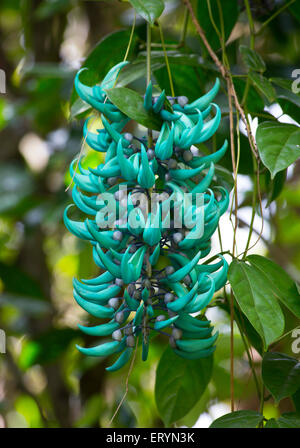 La floraison de la vigne (Strongylodon macrobotrys Jade) dans un jardin, Queensland, Australie Banque D'Images