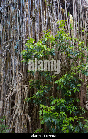 Détail de racines suspendues sur le Rideau, un figuier étrangleur géant (fig Ficus virens)sur le plateau d'Atherton, Queensland, Australie Banque D'Images