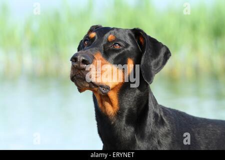 Dobermann Portrait Banque D'Images