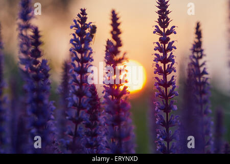 Sage en bois foncé bokeh au coucher du soleil Banque D'Images