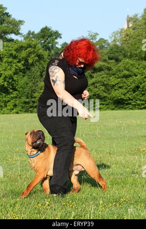 Shar Pei à Dogdance Banque D'Images