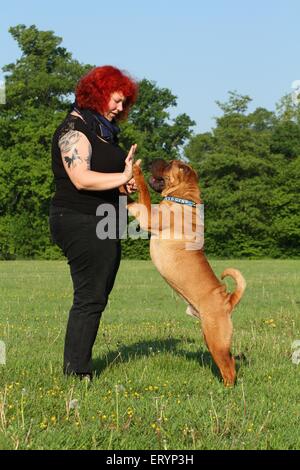 La mendicité Shar Pei Banque D'Images