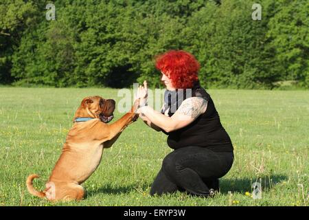 Shar Pei donne paw Banque D'Images