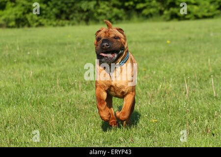 L'exécution de Shar Pei Banque D'Images