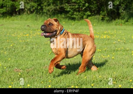 L'exécution de Shar Pei Banque D'Images