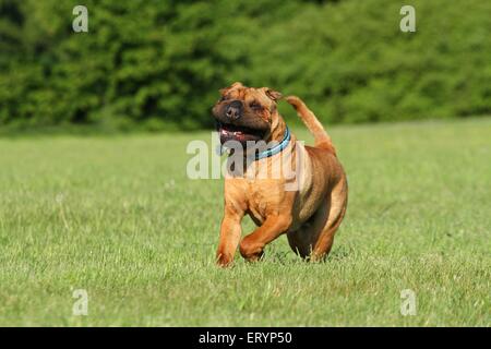 L'exécution de Shar Pei Banque D'Images