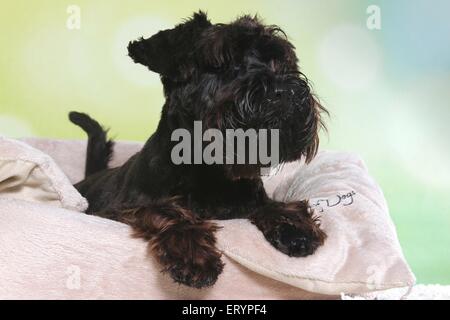 Schnauzer nain couché Banque D'Images