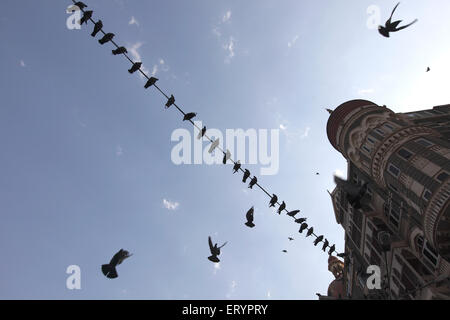 Pigeons perchés sur le fil , Hôtel Taj Mahal , Apollo Binder , Colaba , Bombay , Mumbai ; Maharashtra ; Inde , asie Banque D'Images