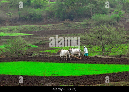 Agriculteur avec bœufs de labour en rizière ; Shahapur ; ; ; Thane Maharashtra Inde 4 Juillet 2009 Banque D'Images