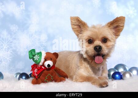 Lying Shih-Tzu-Yorkshire-Terrier Banque D'Images