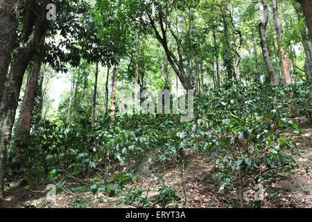 Les plantations de café au milieu d'arbres à Ananthagiri silver oak hills Araku valley Vishakhapatnam Andhra Pradesh Inde Banque D'Images