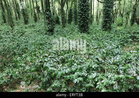 Plantation de café avec des chênes argentés , Ananthagiri Hills , Araku Valley , Ghats de l'est , Visakhapatnam , Vishakhapatnam , Andhra Pradesh , Inde Banque D'Images