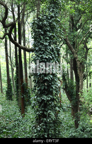 Chênes argentés aux vignes poivrées , Ananthagiri Hills , Araku Valley , Ghats de l'est , Visakhapatnam , Vishakhapatnam , Andhra Pradesh , Inde , Asie Banque D'Images