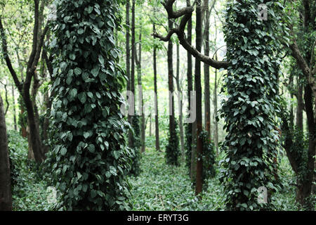 Silver oak arbres avec vignes et arbustes poivre café croissant à ananthagiri ; collines araku valley vishakhapatnam Andhra Pradesh inde Banque D'Images