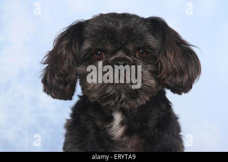 Shih Tzu Portrait Banque D'Images