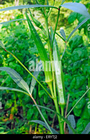 Les récoltes de karjat lady finger Bombay Mumbai Maharashtra ; Inde ; Banque D'Images