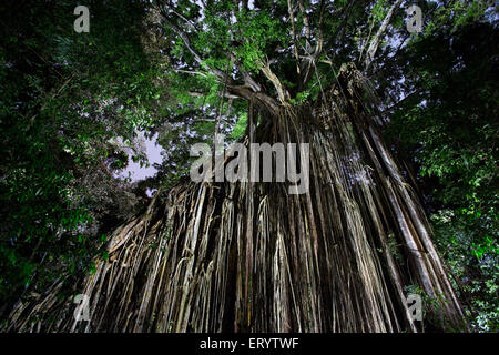 Curtain Fig Tree dans la nuit, un géant strangler fig (Ficus virens)sur le plateau d'Atherton, Queensland, Australie Banque D'Images