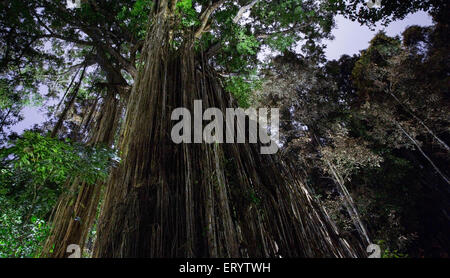 Curtain Fig Tree dans la nuit, un géant strangler fig (Ficus virens)sur le plateau d'Atherton, Queensland, Australie Banque D'Images