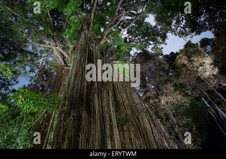 Curtain Fig Tree dans la nuit, un géant strangler fig (Ficus virens) sur le plateau d'Atherton, Queensland, Australie Banque D'Images