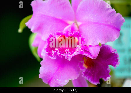 Cattleya Daniris, orchidée, la Tuilerie, Bengale-Occidental, Inde, Asie Banque D'Images