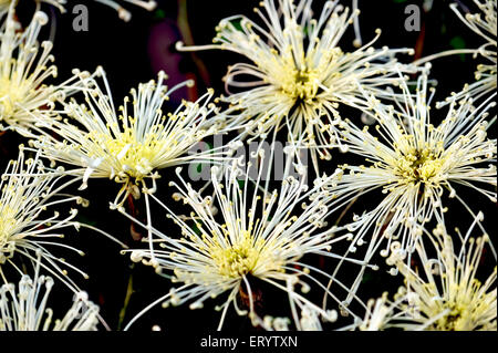 Araignée Chrysanthemum Flower, Bengale-Occidental, Inde, Asie Banque D'Images