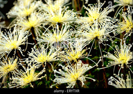 Fleur de chrysanthème d'araignée Banque D'Images