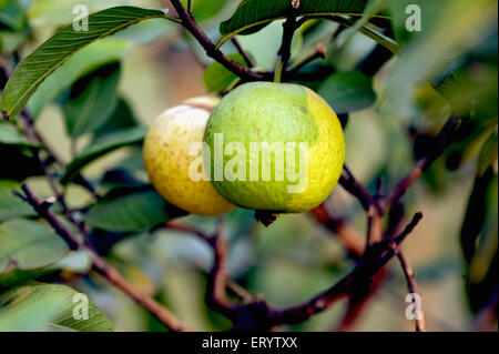 Arbre fruitier de goyave, spectacle de fruits, Calcutta, Kolkata, Bengale occidental, Inde, Asie Banque D'Images