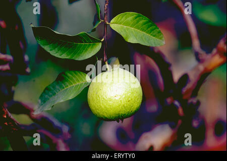 Arbre fruitier de goyave, spectacle de fruits, Calcutta, Kolkata, Bengale occidental, Inde, Asie Banque D'Images