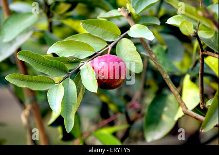 Arbre fruitier de goyave, spectacle de fruits, Calcutta, Kolkata, Bengale occidental, Inde, Asie Banque D'Images