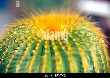 Cactus, Echinocactus grusonii, cactus à canon doré, boule dorée, mère dans le coussin de lois, Kalimpong, Bengale occidental, Inde, Asie Banque D'Images