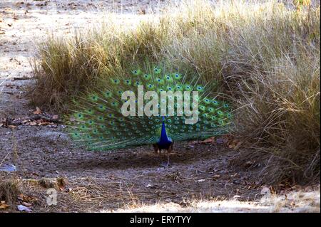 La danse des oiseaux ; pavo cristatus paon indien ; Kanha sanctuaire de la vie sauvage ; Madhya Pradesh en Inde ; Banque D'Images