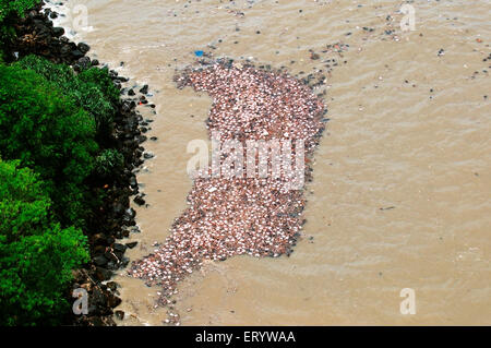 Pollution de la mer , paquets de biscuit flottant sur la mer en raison de collision de navire , Bombay , Mumbai ; Maharashtra ; Inde , Asie Banque D'Images