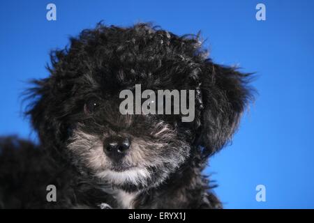 Bolonka zwetna Puppy Portrait Banque D'Images