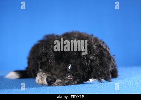 Bolonka zwetna Puppy Portrait Banque D'Images