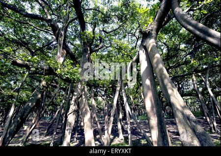 Grand banyan Tree, Ficus benghalensis, Acharya Jagadish Chandra Bose, jardin botanique indien, Shibpur, Howrah, Calcutta, Kolkata, Bengale occidental, Inde Banque D'Images