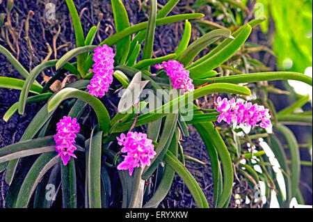 Rhynchostylis retusa, orchidée à queue d'bœuf, fleurs en fleurs, Kalimpong, Bengale occidental, Inde, Asie Banque D'Images