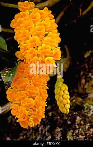 Dendrobium densiflorum, orchidée ananas, fleurs en fleurs, Kalimpong, Bengale occidental, Inde, Asie Banque D'Images