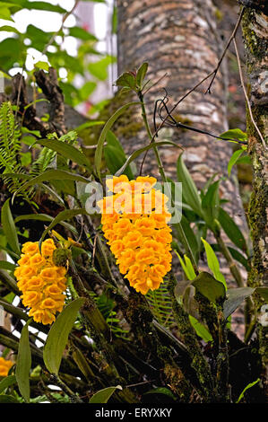 Dendrobium densiflorum, orchidée ananas, fleurs en fleurs, Kalimpong, Bengale occidental, Inde, Asie Banque D'Images