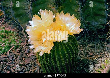 Parodia grossei, Eriocactus grossei, fleurs de Cactus en fleurs, pépinière de Cacti Pine View, Kalimpong, Bengale occidental, Inde, Asie Banque D'Images