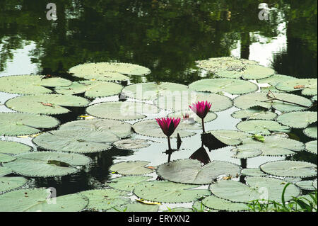 Feuilles de fleurs de nénuphars, Acharya Jagadish Chandra Bose, jardin botanique, Shibpur, Calcutta, Kolkata, Bengale occidental, Inde, Asie Banque D'Images