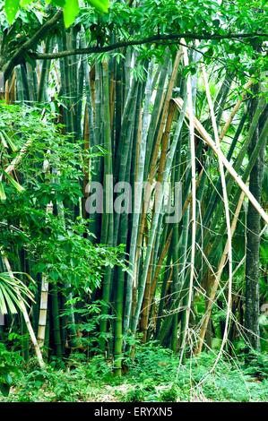 Forêt de bambou, Acharya Jagadish Chandra Bose, jardin botanique, jardin botanique, Shibpur, Calcutta, Kolkata, Bengale occidental, Inde, Asie Banque D'Images