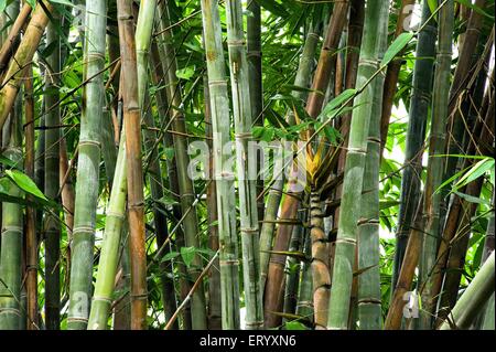 Forêt de bambou, Acharya Jagadish Chandra Bose, jardin botanique, jardin botanique, Shibpur, Calcutta, Kolkata, Bengale occidental, Inde, Asie Banque D'Images