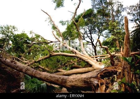 Dégâts causés par un ouragan, tempête de typhon, arbres déracinés par un cyclone, Ballygunge, Calcutta, Kolkata, Bengale occidental, Inde, Asie Banque D'Images