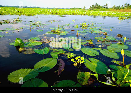 Bassin de plantes de nénuphars, Kasipur, Calcutta, Kolkata, Bengale occidental, Inde, Asie Banque D'Images