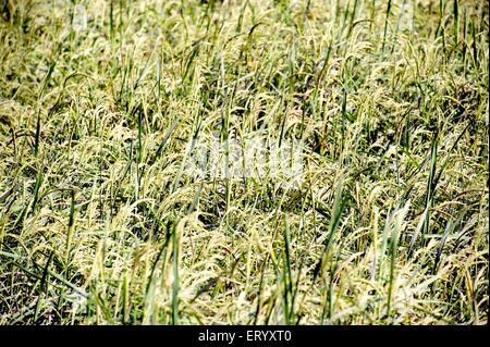 Paddy Crop , Calcutta ; kolkata , Bengale-Occidental ; Inde , asie Banque D'Images