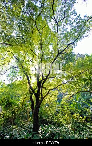 Arbre de Kathal, arbre de Jackfruit, arbre de Jack, artocarpus heterophyllus ; Calcutta ; kolkata , Bengale-Occidental ; Inde , asie Banque D'Images